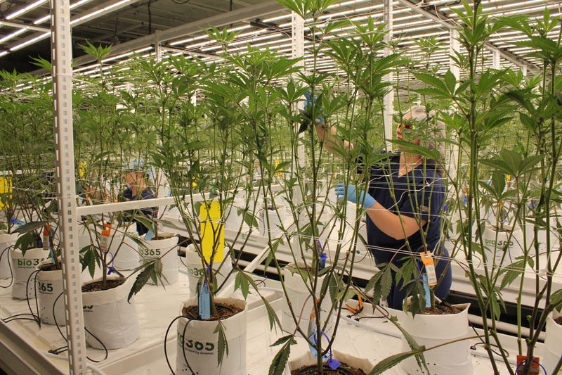 The Cannabist Company grow house in Vineland, New Jersey.