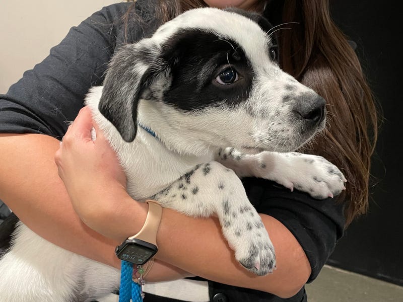 Snoopy, one of the many pups up for adoption at the Connecticut Humane Society, which can be reached at (800) 452-0114 or info@cthumane.org