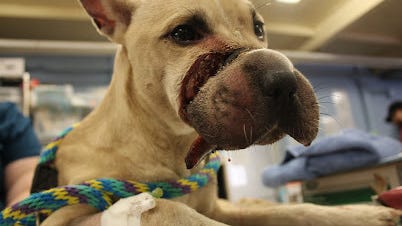 PSPCA helps save Marigold, an abused dog found abandoned in West Philly lot
