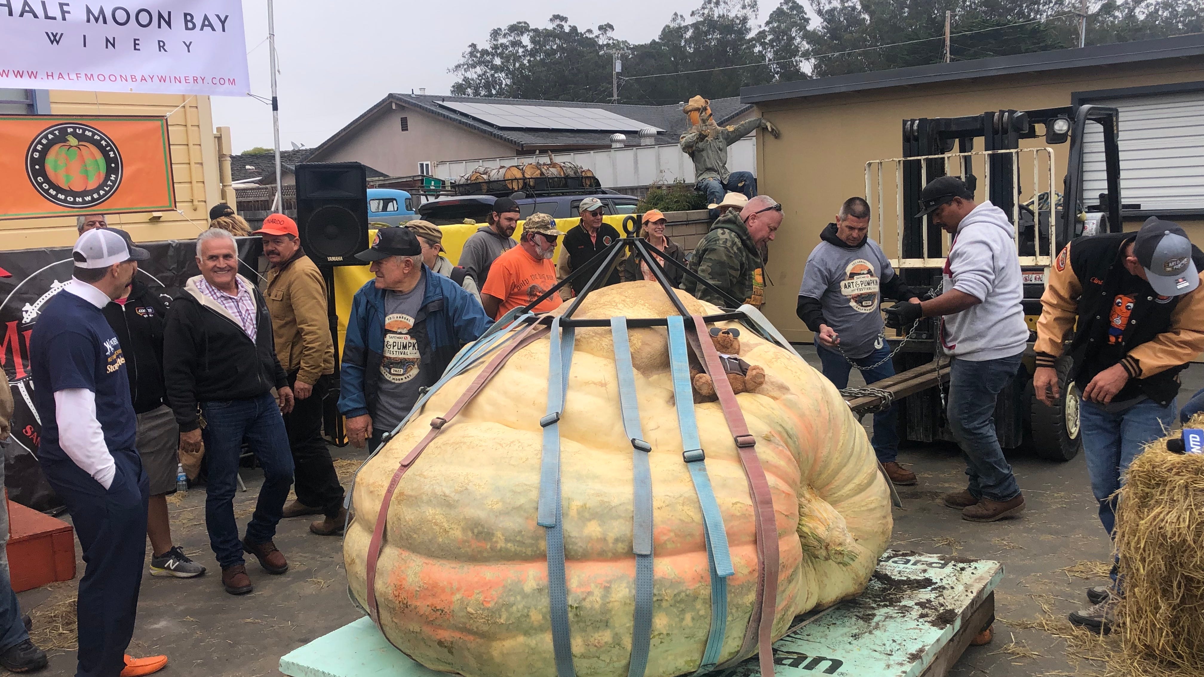 Gourd-geous: Pumpkin breaks US record at Half Moon Bay weigh-off