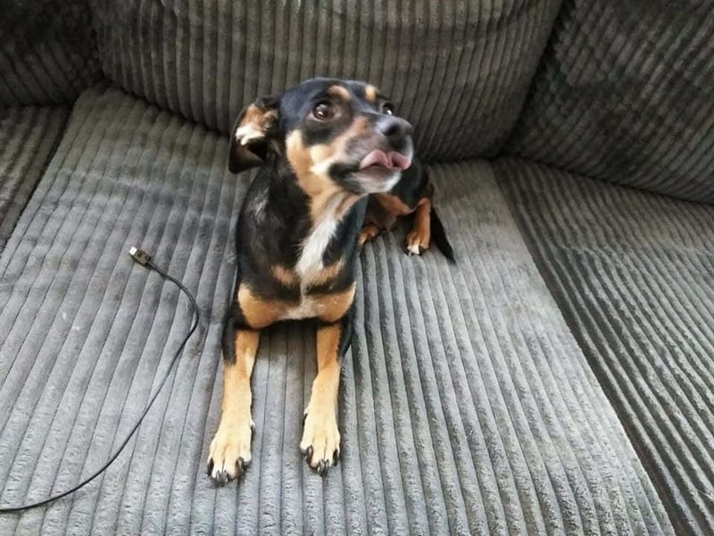 Lupe - ARE Animal Rescue