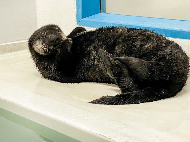 Otters Shedd Aquarium