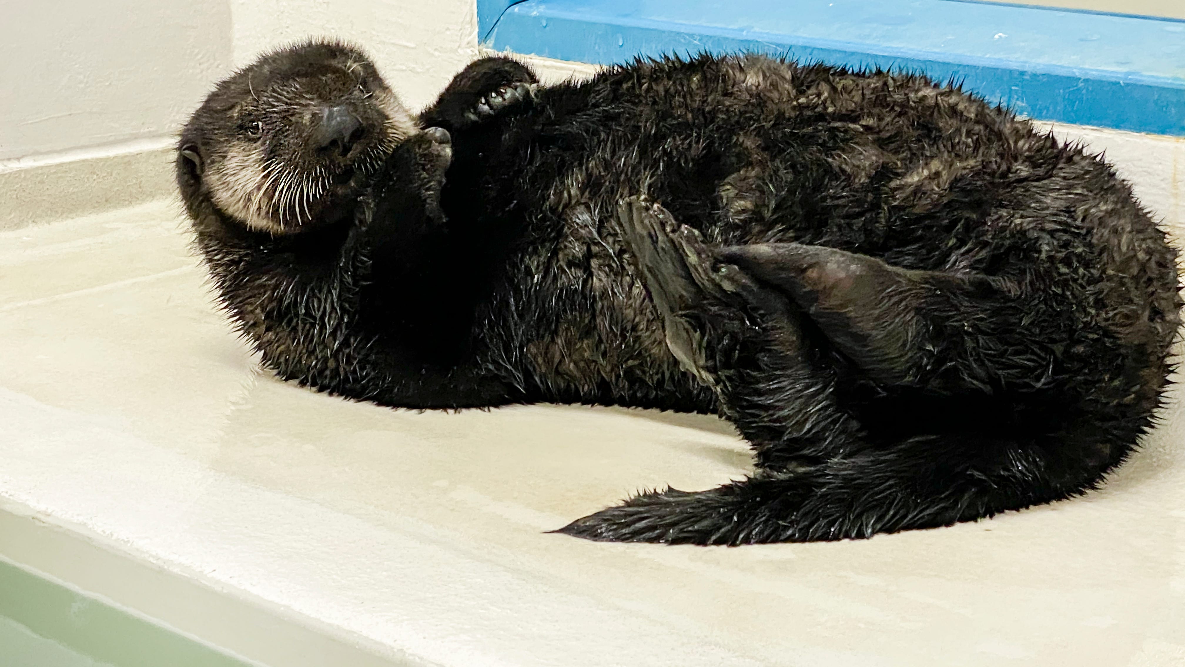 Pair of 9-month-old otters arrive at Shedd Aquarium after being found stranded