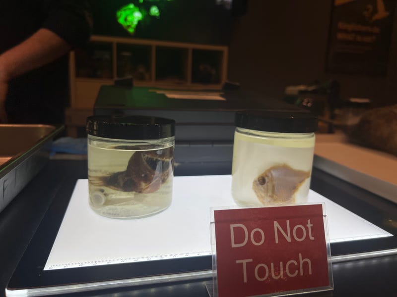 The Field Museum shows off specimens of bioluminescent fish. The animals were a part of the Museum's holiday edition of "Meet a Scientist."