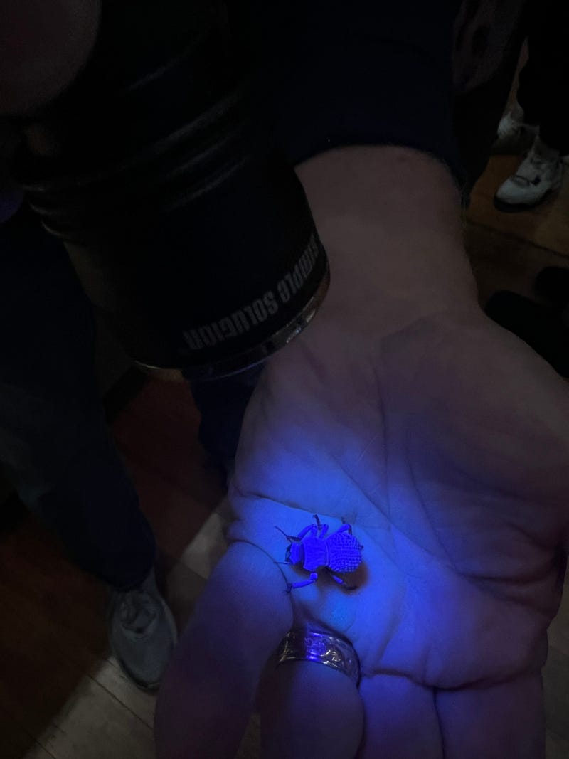 A Field Museum scientist shines a UV light on a blue death feigning beetle. The insect is covered in a powdery blue wax coating, which acts as a sort of sunscreen for the beetles.