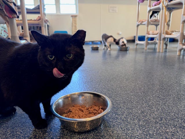 Over the past 10 years, Barb Weber estimated that her team has housed and helped 5,500 cats at Barb's Precious Rescue.