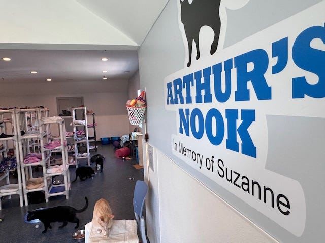 Barb's Precious Rescue has several different rooms for the cats and kittens to explore, including a teen room, a mature room and a cats-in-training room.