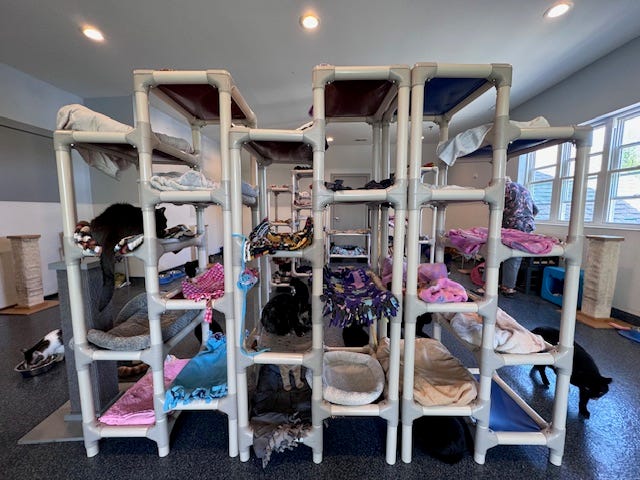 Barb's Precious Rescue houses up to 300 cats and kittens at one time while the team works to prepare the felines for adoption.