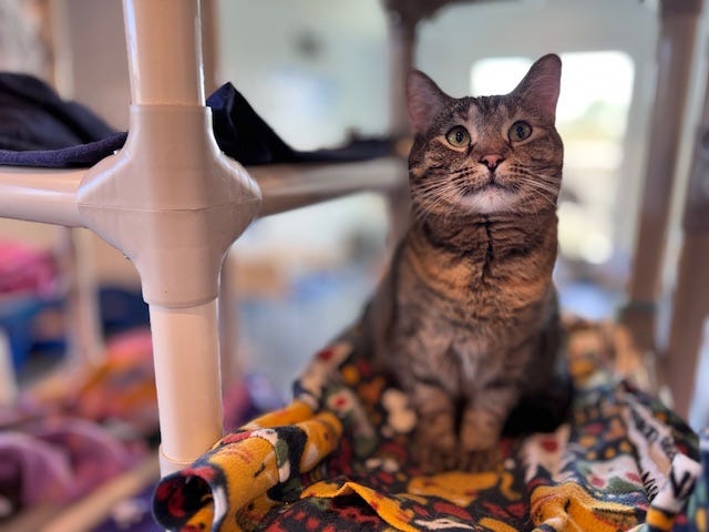 One of the cats at Barb's Precious Rescue. Barb Weber said 200 volunteers and foster families help them care for the animals.