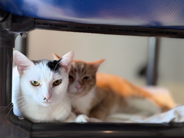 It was a busy April at Barb's Precious Rescue, said Barb Weber. April is peak kitten season, and right now the rescue is at capacity.