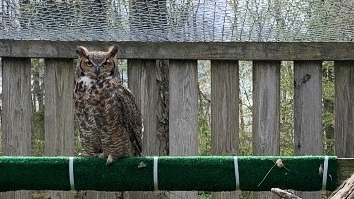 Elliot the great horned owl.