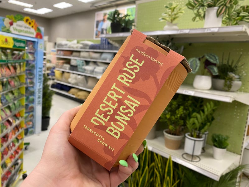 Desert Rose Bonsai kit at Target