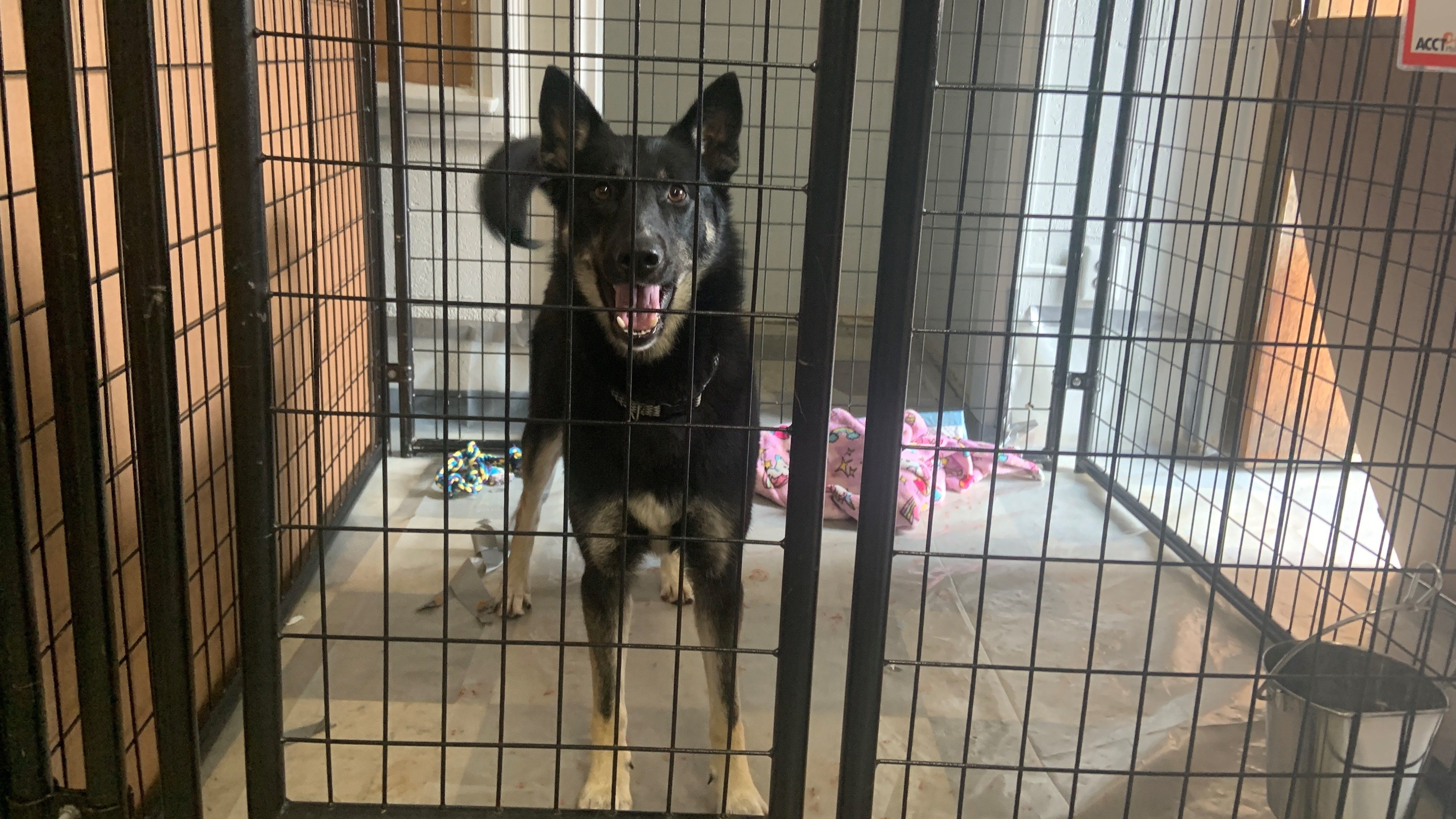 70 dogs moved from Philly animal shelter due to virus outbreak