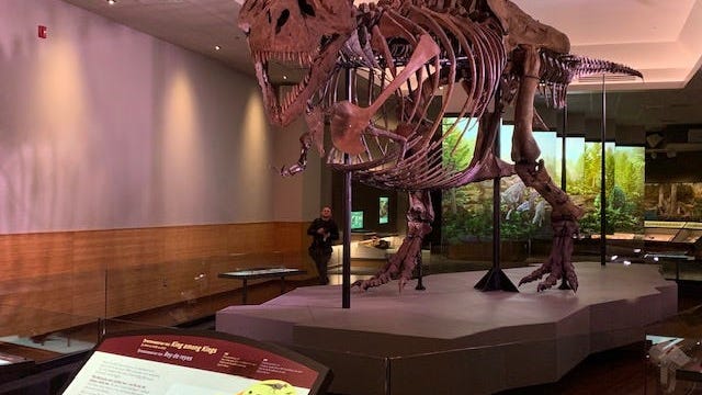 Sue the T. Rex Roams Halls of Chicago Museum Out of Self-Quarantine Boredom