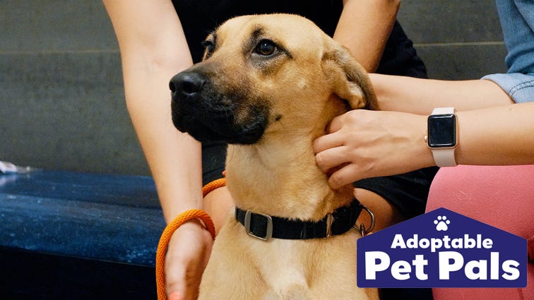 Adoptable Pet Pals: Meet Iris!