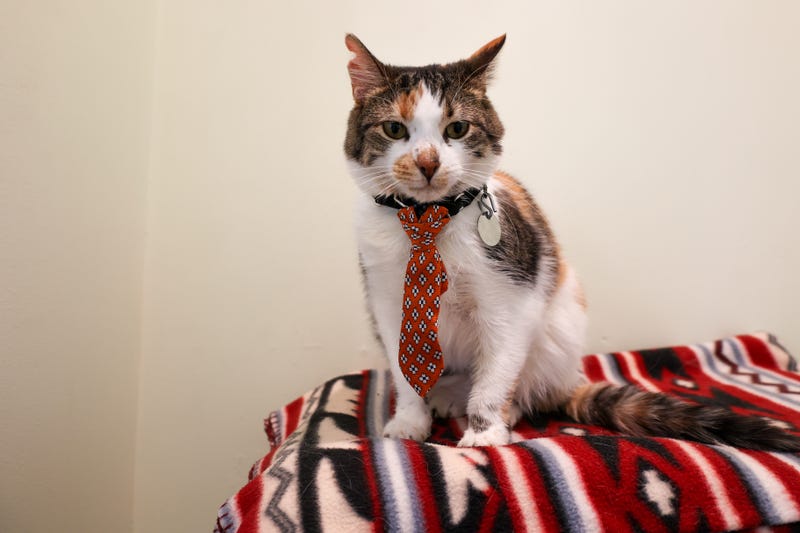 cat