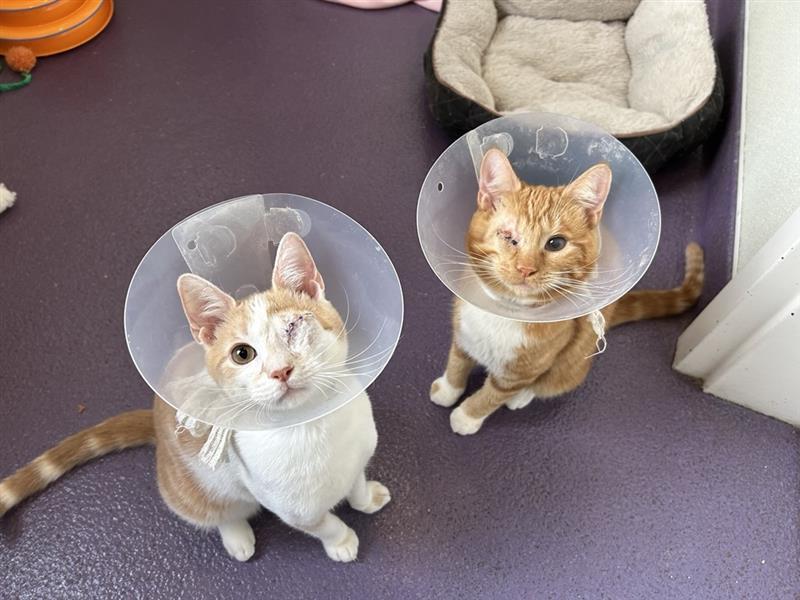 Two cats, each with one eye missing, with vet cones around necks