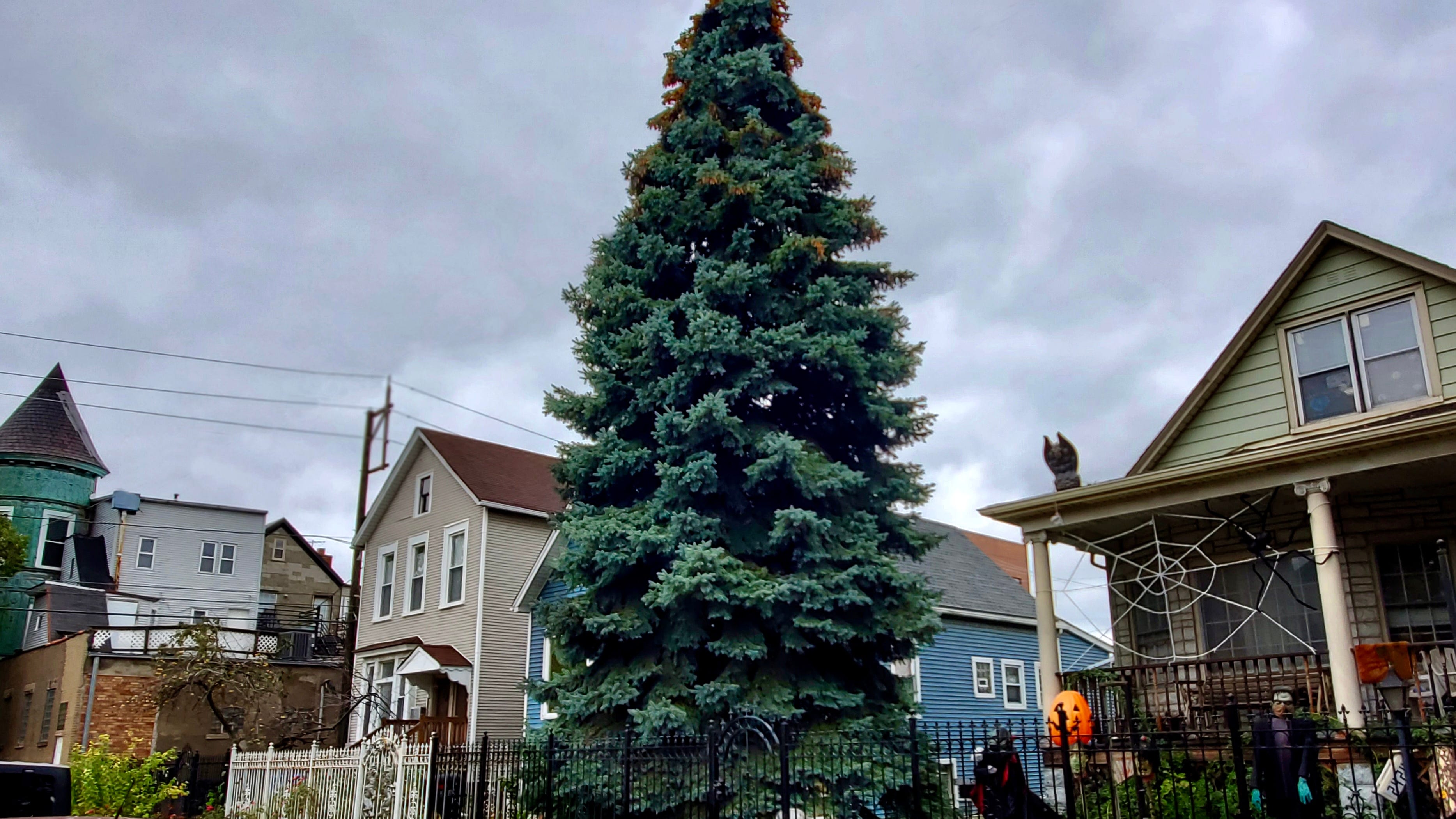 Logan Square family's tree chosen as 108th annual City of Chicago Christmas tree