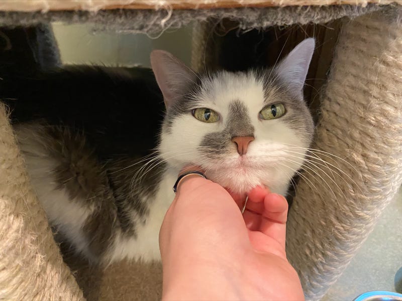 cat adoption