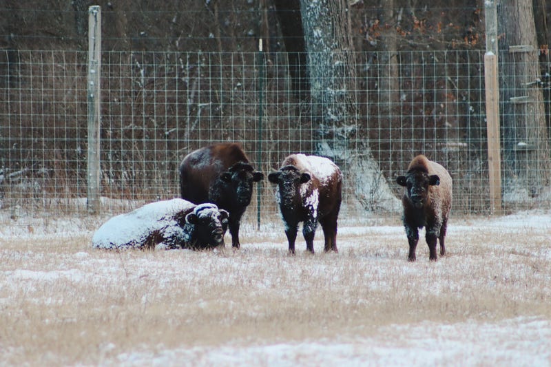 Bison at Pittsburgh Zoo International Conversation Center