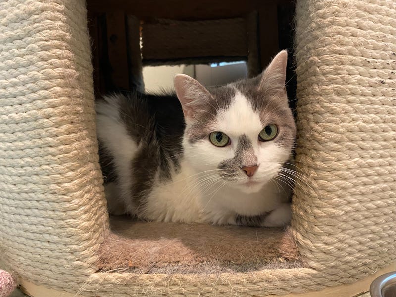 cat adoption