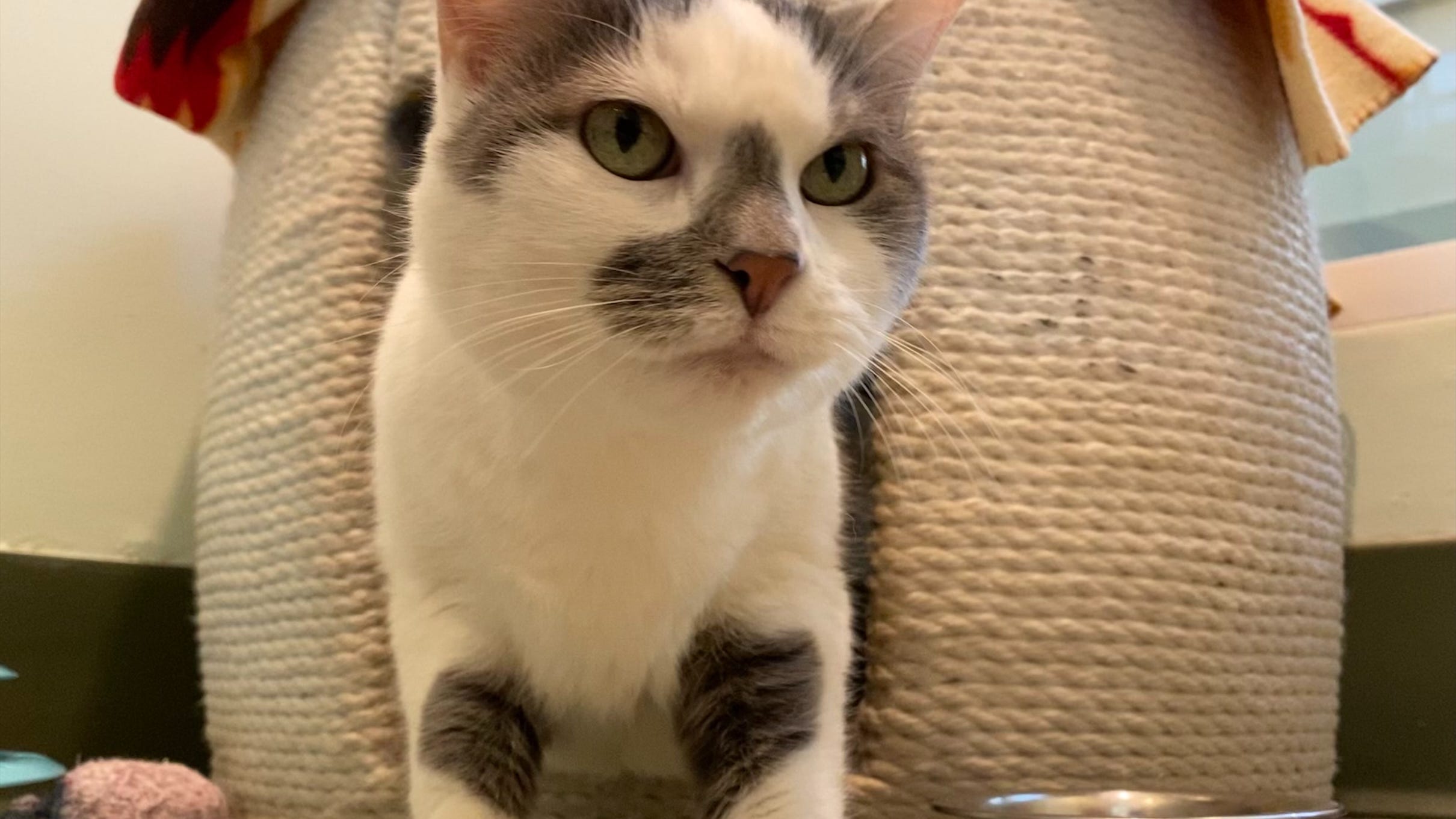 After losing her home, this gentle cat is looking for a new safe place to live
