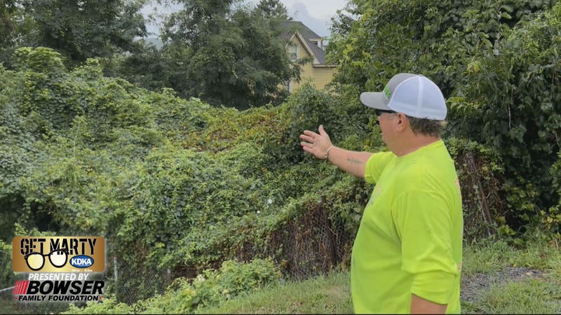 The entire backyard is covered in overgrown trees and vines.