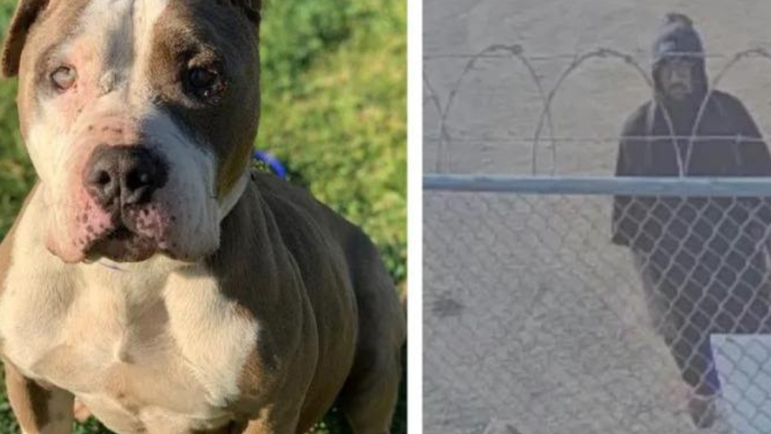 Man who tossed dog over fence at a Riverside cell tower arrested