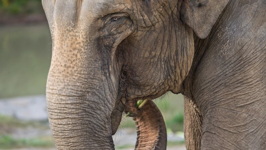 L.A. Zoo elephant euthanized due to declining health