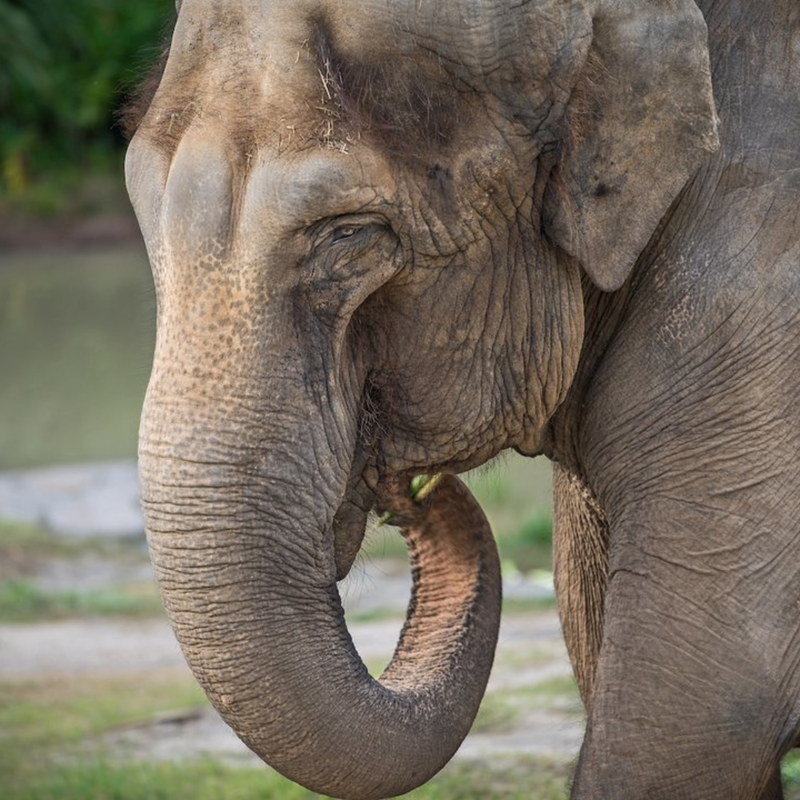 LA Zoo Elephant Euthanized Due to Declining Health