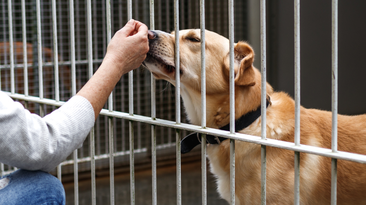 Orange County animal shelter kill rates double for adult dogs in 3 years