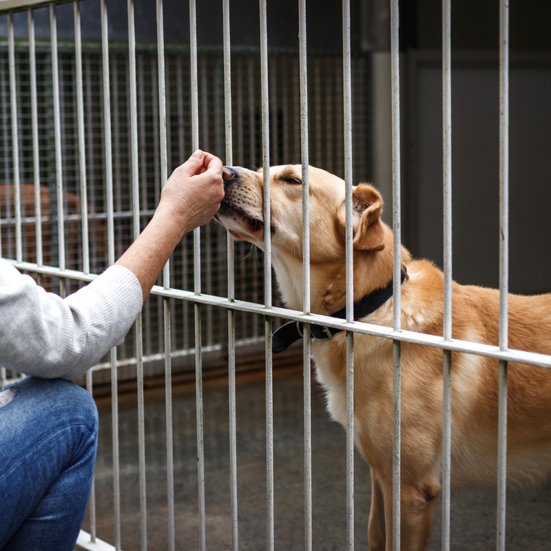 Kill rates for adult dogs at OC animal shelter more than double in three years