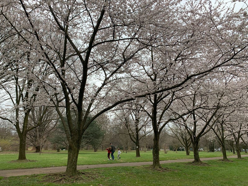 Cherry blossoms in Philadelphia.