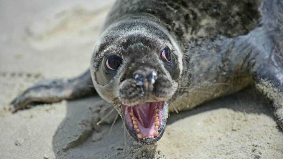 Stay away from seals resting on the beach, experts say