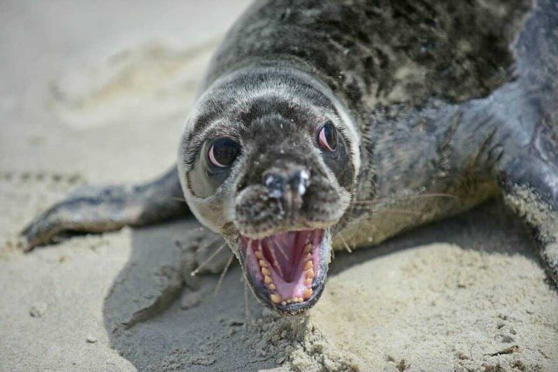 A seal sits on a Jersey Shore beach. The Marine Mammal Stranding Center recommends people stay away from seals, who come to the beach in order to rest before getting back into the water.