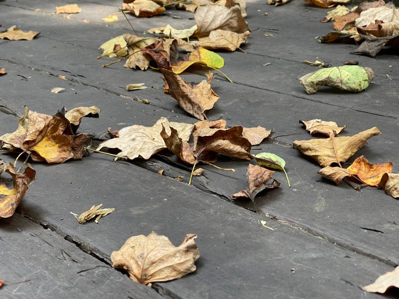 Dead leaves on a wooden deck