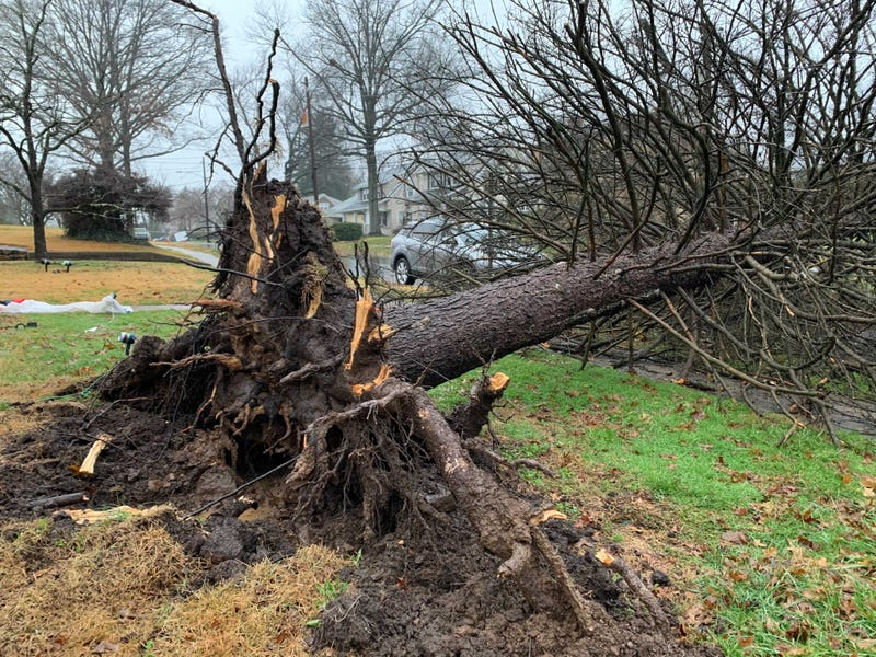 An enormous tree was knocked down in Thursday's storms in West Norriton, Pa.