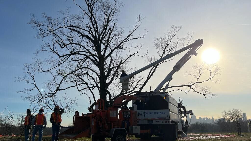 Iconic Belmont Plateau sugar maple tree gets cut down