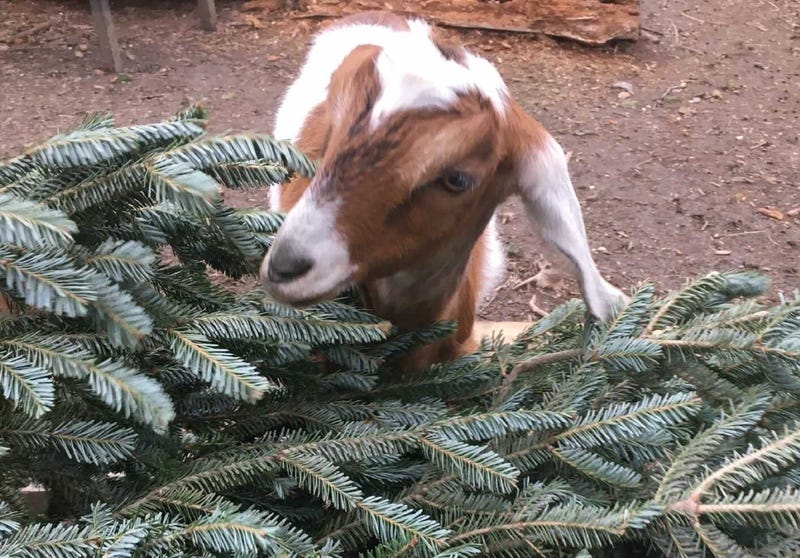 Philly Goat Project