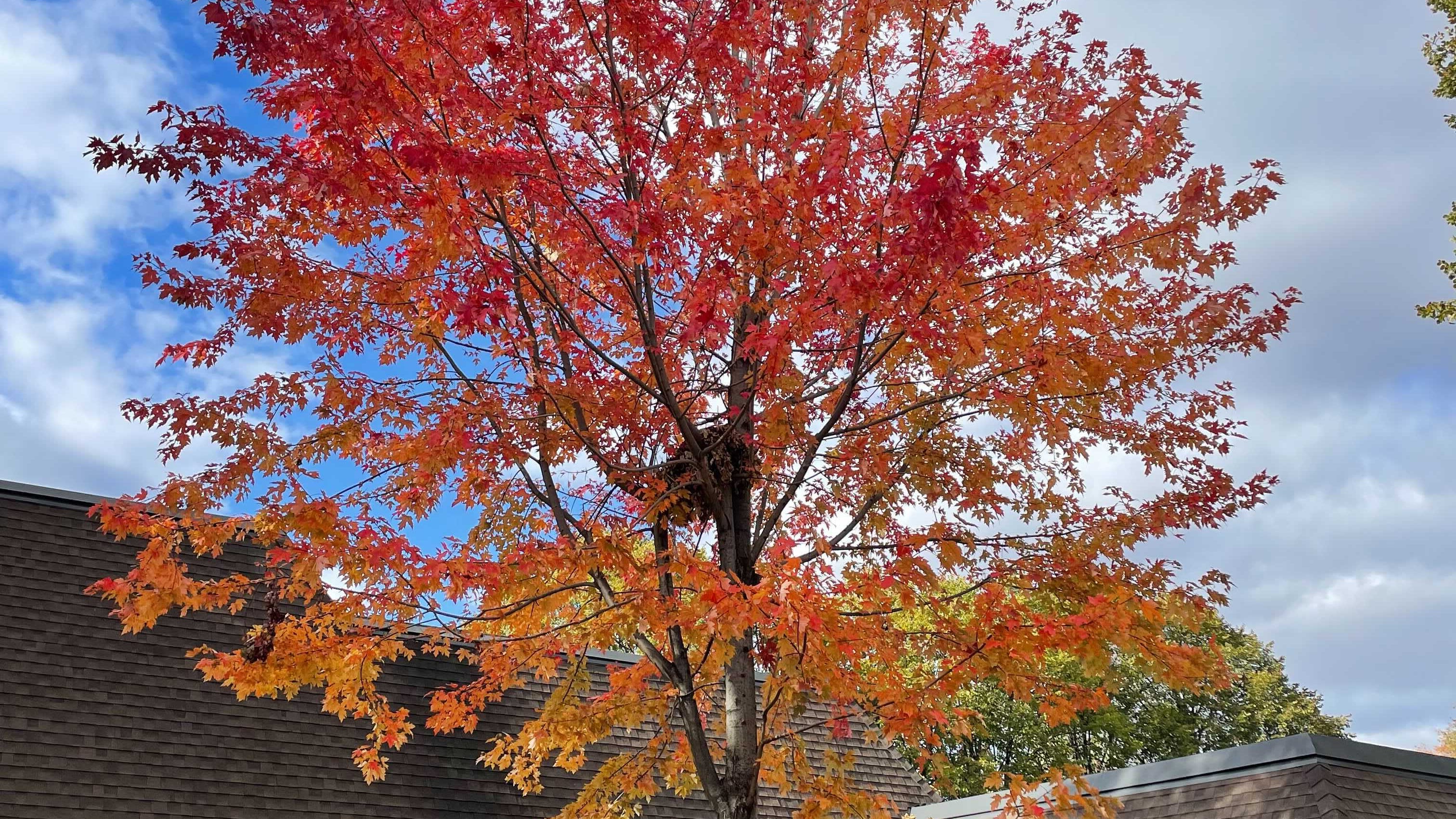 Why do we even rake leaves anyway?