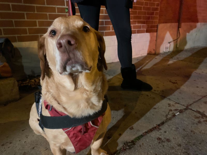 Crisis response emotional support dog