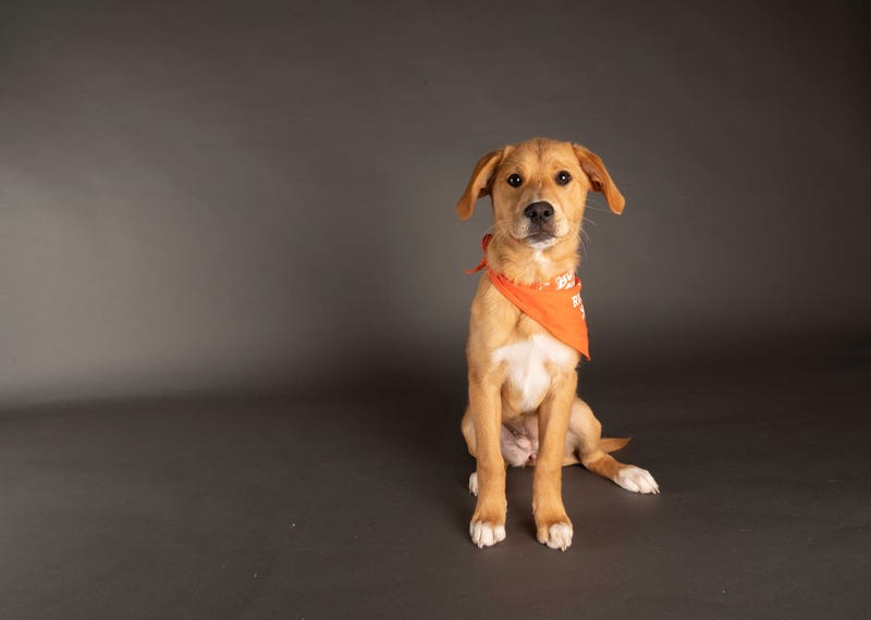 Puppy Bowl XVII