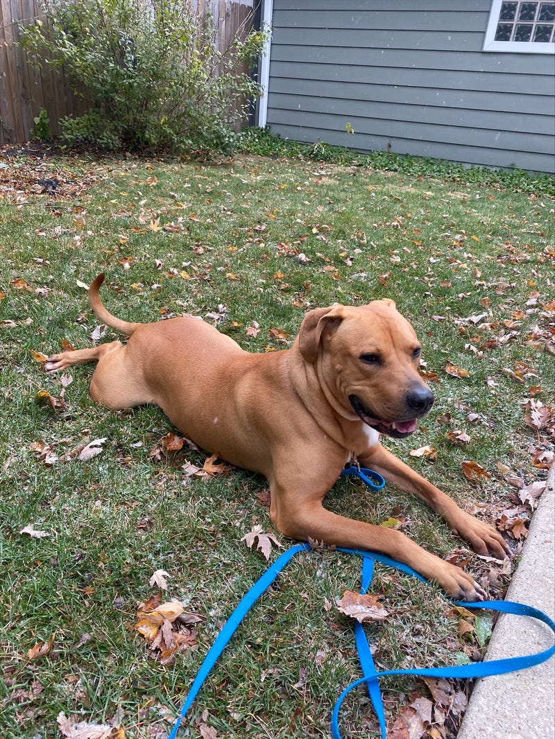 Rocco outside 