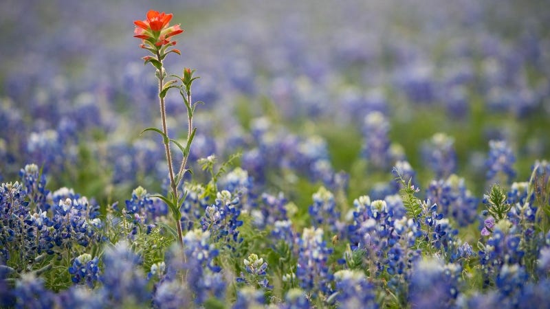 2024 Wildflower Season! Expect a BIG BLOOMIN' TIME!