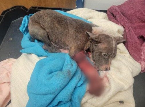 A Metro Detroit animal welfare organization is asking for financial support for a puppy fighting for his life after being found with gruesome injuries on the side of road.