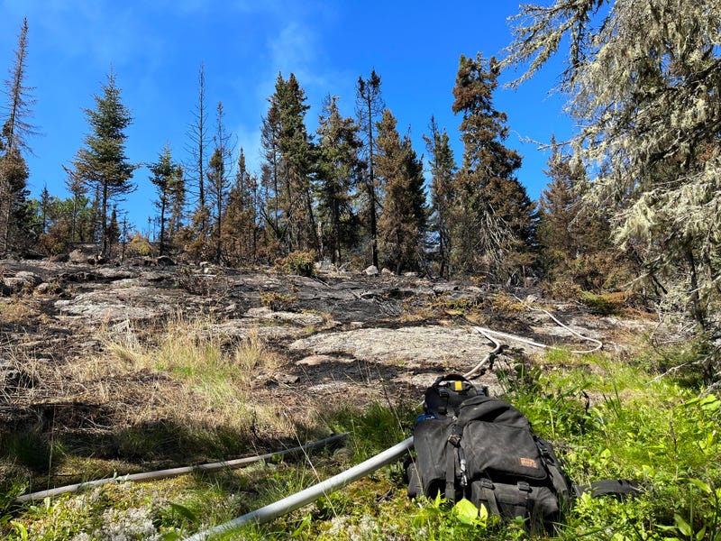 Trees burned by fire on Isle Royale National Park