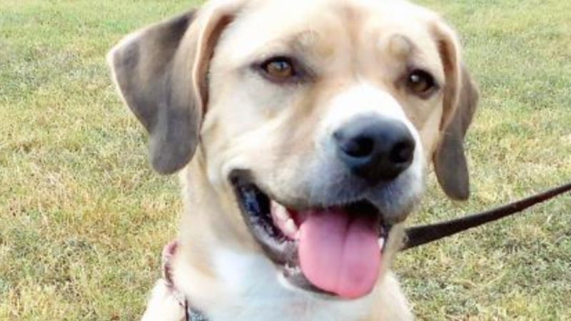 Ivy @ Austin Humane Society 9/1/21