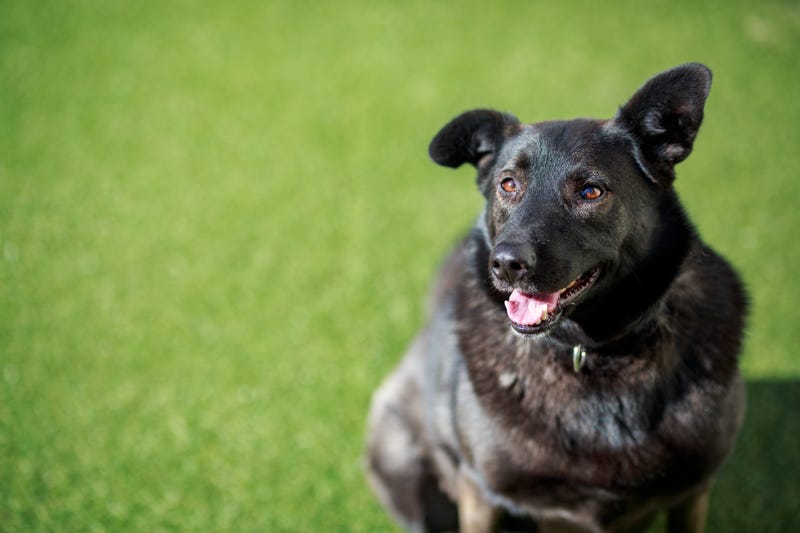 Ivy, an affectionate 6-year-old Retriever mix who adores people, but does not care for other dogs. She loves being by your side, but is also happy taking naps or playing with her toys. Ivy can become a bit mischievous when left alone so would do best in a home where someone is frequently home.