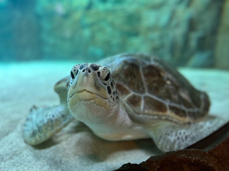 turtle