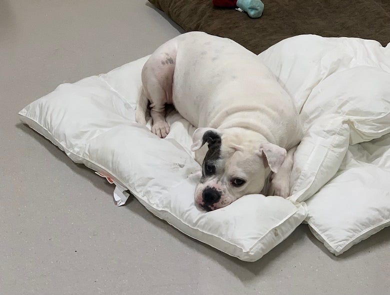 Kera the Pittie